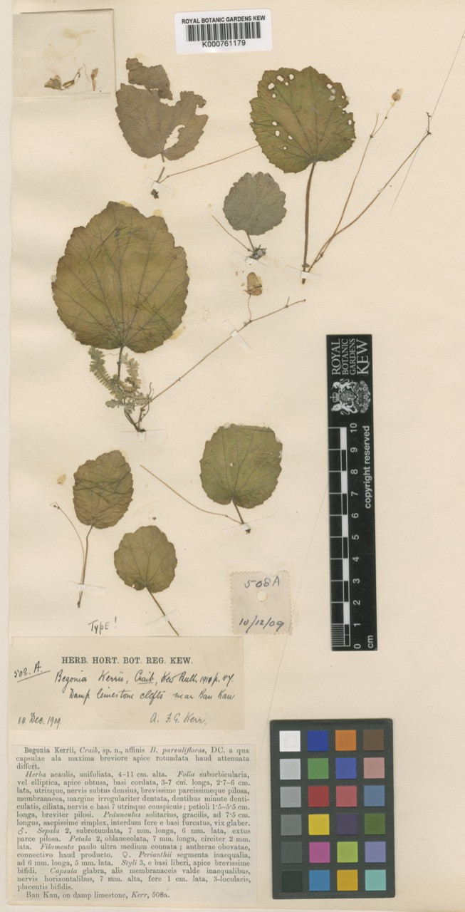 B. kerrii